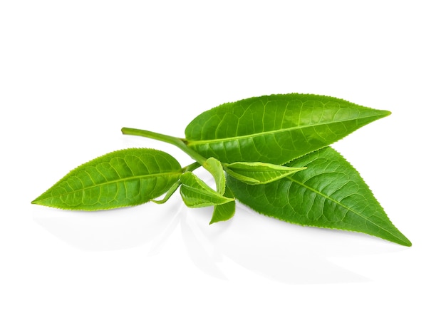 Liść zielonej herbaty na białym tle
