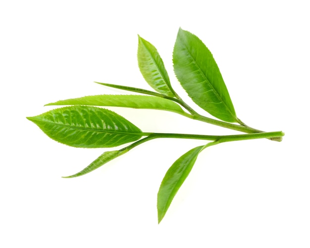 Zdjęcie liść zielonej herbaty na białym tle