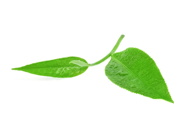 Liść zielonej herbaty z kroplami wody na białym tle.