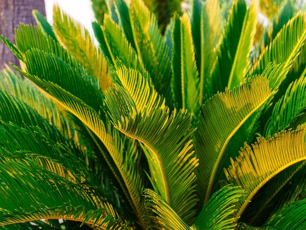 Liści palmowych cycas cycad zbliżenie