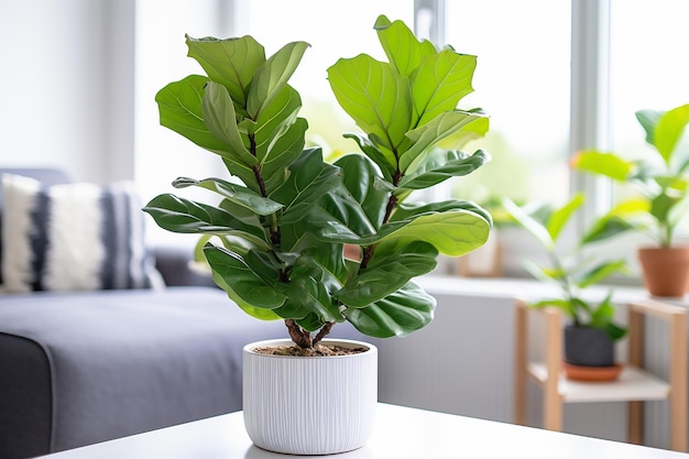 Liściasta elegancja Fiddle Leaf Fig w doniczkowej piękności