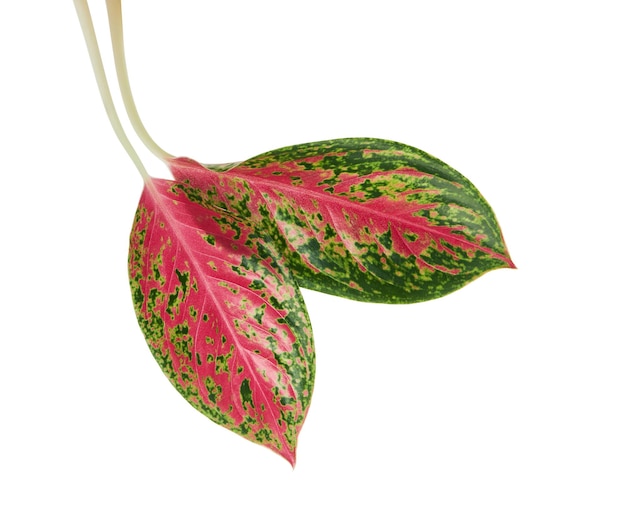 Liście Aglaonema, Różowe liście Aglaonema, Egzotyczny tropikalny liść, izolowana na białym tle