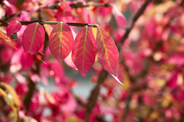 liście berberysu czerwonego na krzaku w sezonie jesiennym