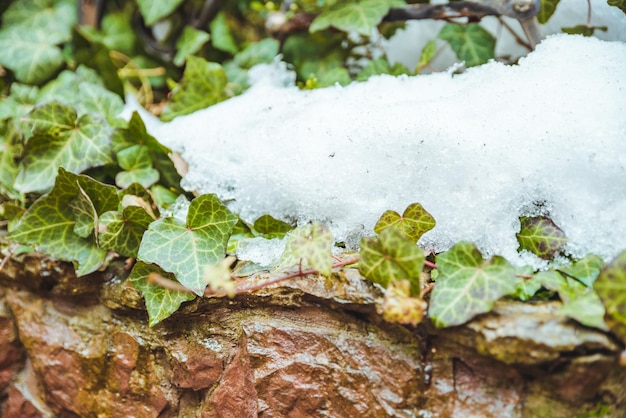 Liście bluszczu pod topniejącym śniegiem