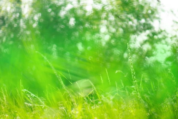 Liście bokeh na tle przyrody Zielone tło bokeh Rozmyte abstrakcyjne zielone tło