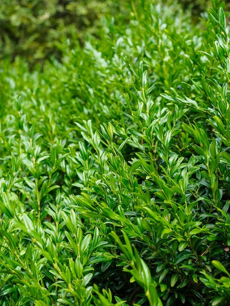 Liście bukszpanu wiecznie zielone angustifolia zbliżenie