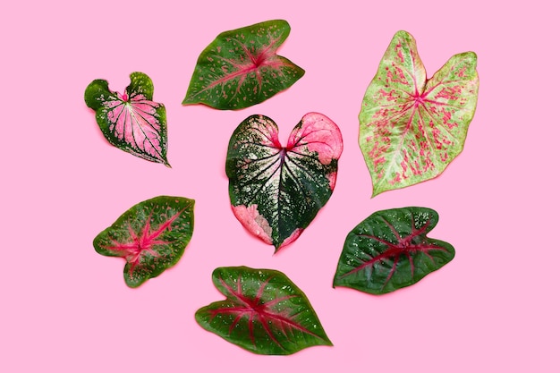 Liście Caladium