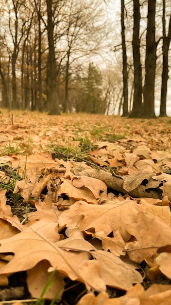 Liście dębu na ziemi w lesie