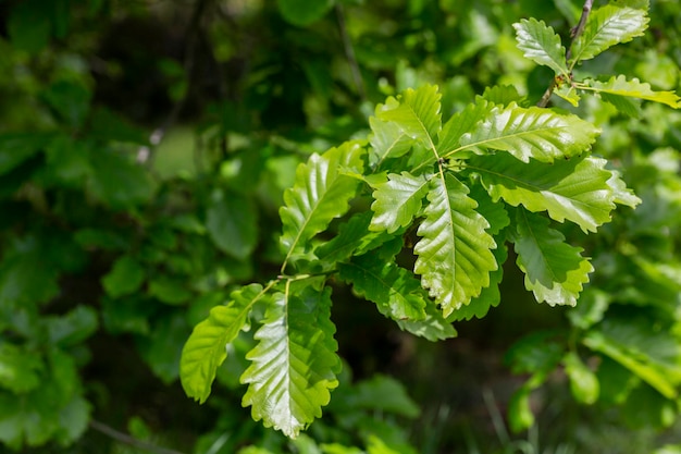 Liście dębu szypułkowego Quercus robur wiosną