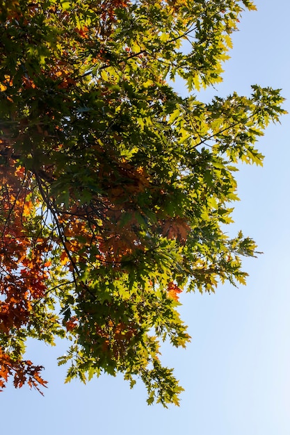 Liście dębu żółkną jesienią podczas opadania liści