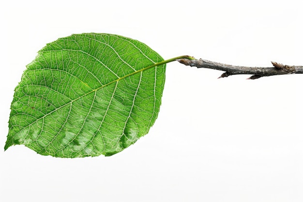Zdjęcie liście drzew zielone tropikalne liście i gałęzie na odizolowanym drzewie dla projektowania środowiska naturalnego