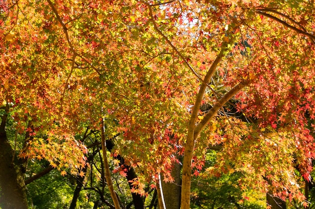 Liście drzewa klonowego jesienią ze zmianą koloru na pomarańczowo-żółtą i czerwoną naturalną jesień