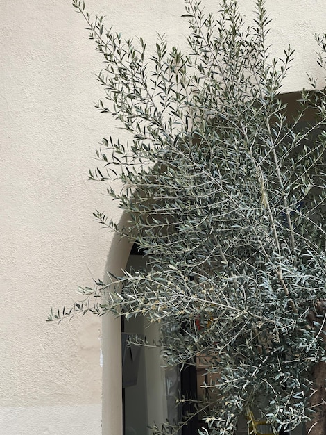 Liście drzewa oliwnego w pobliżu neutralnej beżowej ściany