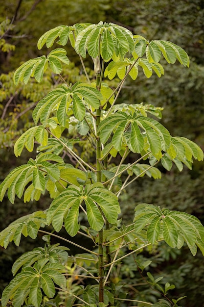 Zdjęcie liście drzewa trąbkowego z rodzaju cecropia