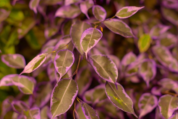 Liście figowca pomalowane na fioletowo, oryginalne rozwiązania do przydomowych ogrodów