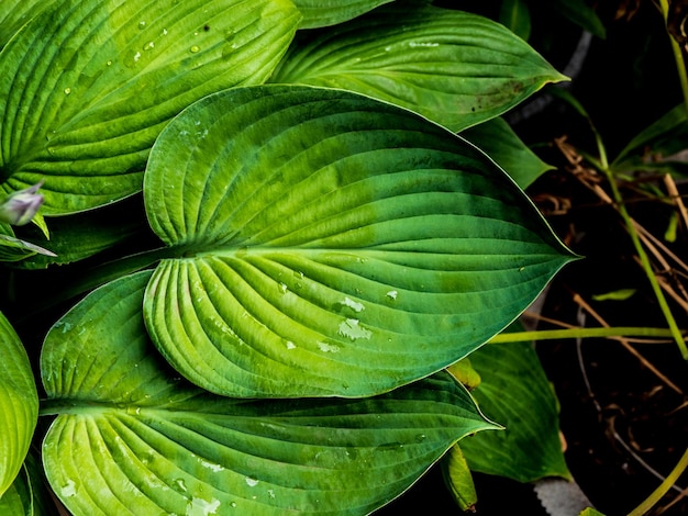 Zdjęcie liście hosta