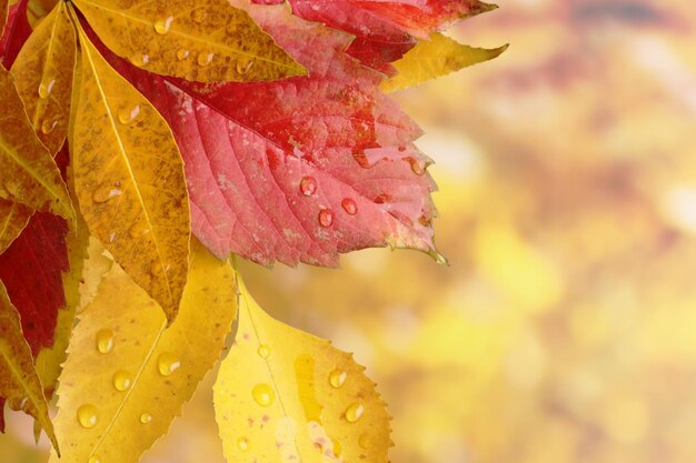 liście i krople deszczu