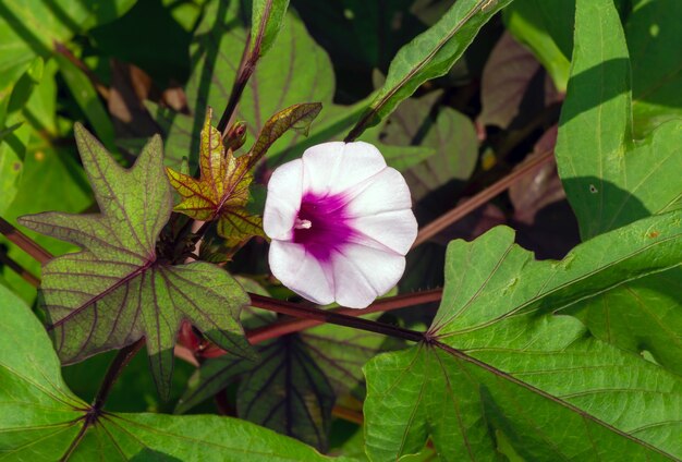 Liście I Kwiat Batata (ipomoea Batatas), Zwany W Indonezji Ubi Jalar