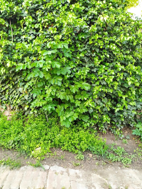 Liście i młode pędy bluszczu wspinają się po ścianie Las europejski Pnąca roślina pasożytnicza Zielone liście Trójkątny Liść Bluszcz pospolity lub Hedera helix Wiecznie zielony pnący krzew pnący
