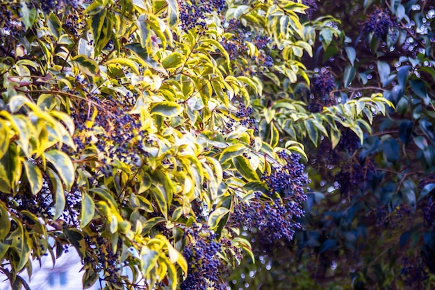 Liście i nasiona wrzeciona japońskiego euonymus japonicus w przyrodzie