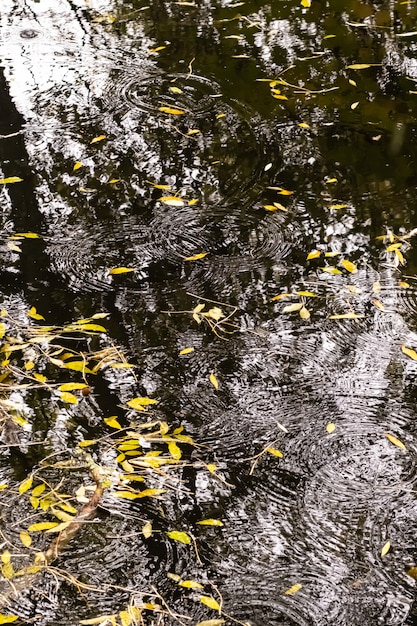 Liście i odbicia w wodzie stawu jesienią