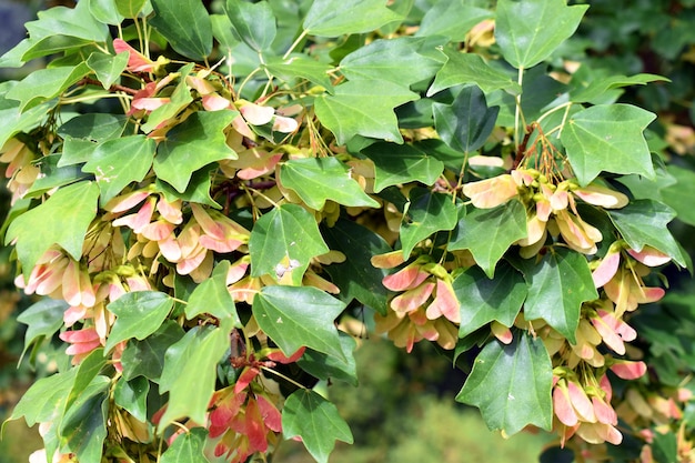 Liście i owoce klonu trójzębnego Acer buergerianum