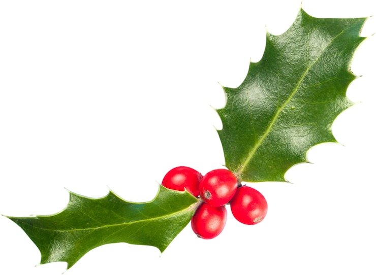 Zdjęcie liście i owoce ostrokrzewu (ilex aquifolium)