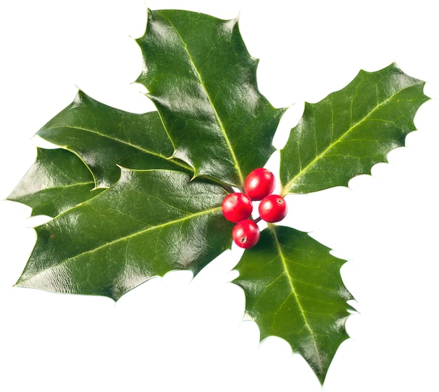 Liście i owoce ostrokrzewu (Ilex aquifolium)