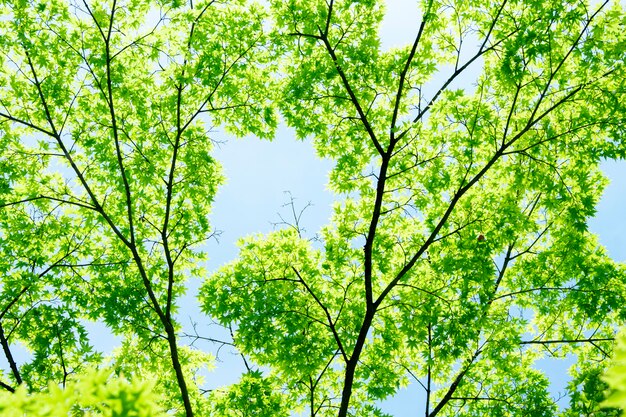 Liście klonu letniego. Świeży zielony liścia tło.