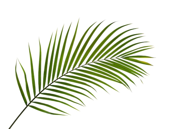 liście kokosa lub palmy na białym tle