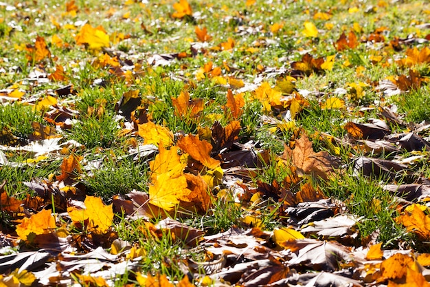 Zdjęcie liście kolorowe, pożółkłe jesienią, słoneczna, ciepła pogoda w środku jesieni