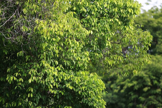 Liście Las tropikalny drzewa tekstury tła tapety