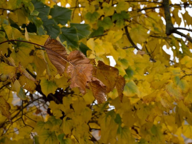 Liście lipy w sezonie jesiennym