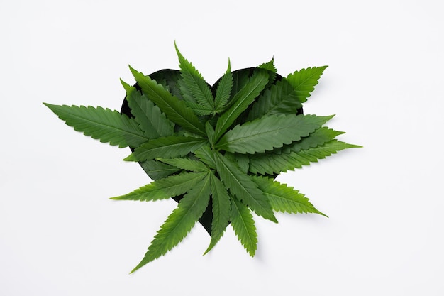 Zdjęcie liście marihuany w kształcie serca na białym tle kreatywne zioło marihuany konopie do projektowania
