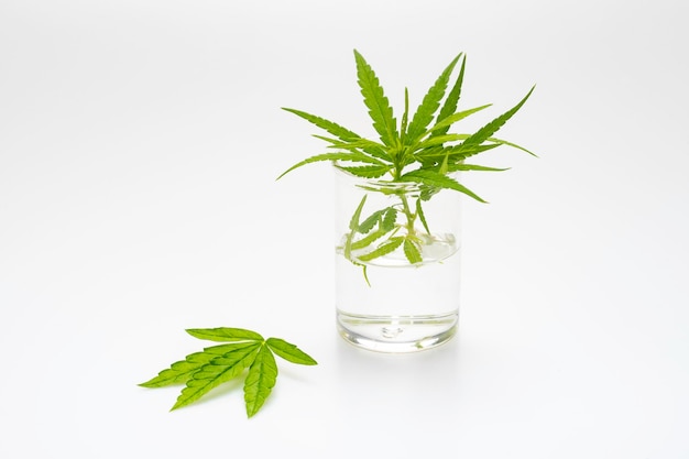 Zdjęcie liście marihuany w szklance
