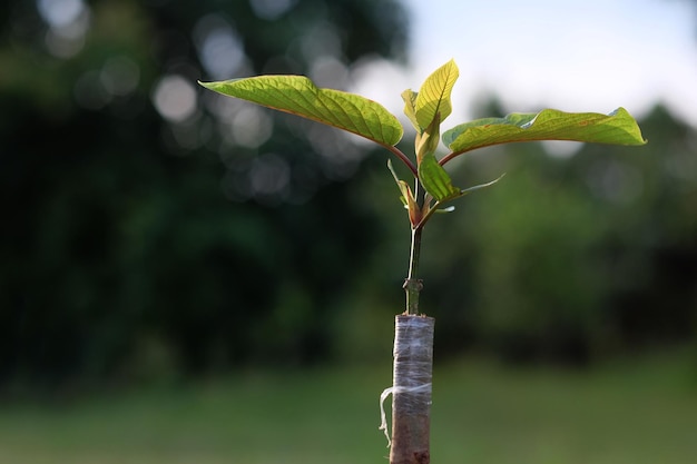 Liście Mitragyna speciosa (kratom), Rozmnażanie roślin Kratom metodą Cleft Grafting. Liście Kratom zawierają substancje uzależniające i są stosowane jako rodzaj leku.