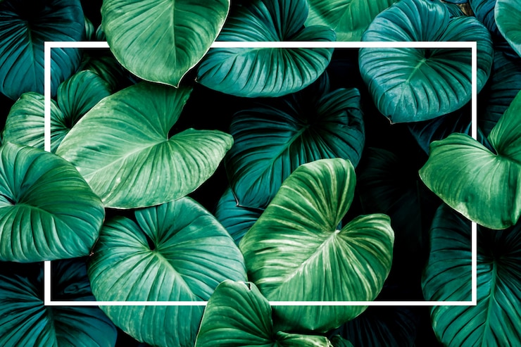 Zdjęcie liście monstera z białą ramą