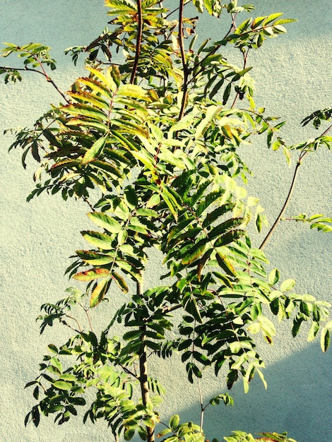Zdjęcie liście na roślinie