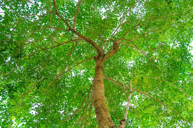 liście oglądane z dołu drzewa na białym tle tło liści