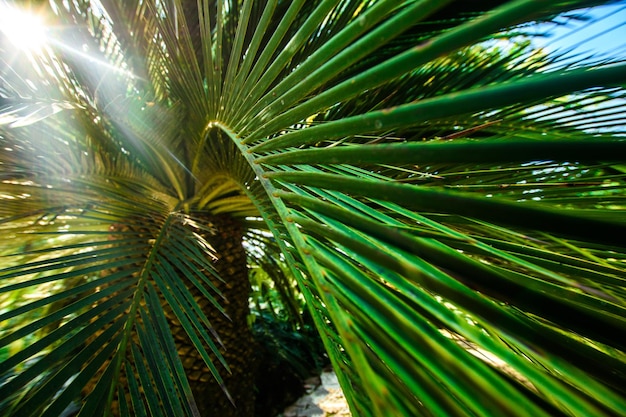 Liście palm w tropikalnym ogrodzie