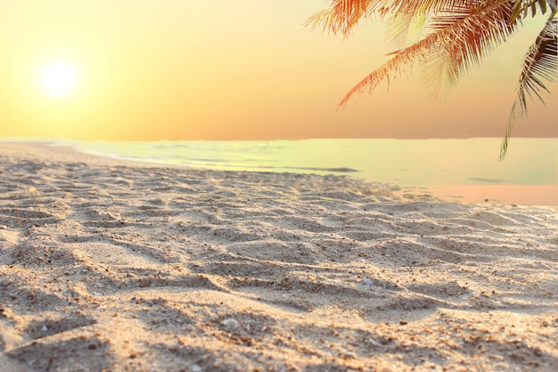 Liście palmowe i tropikalna plaża o zachodzie słońca