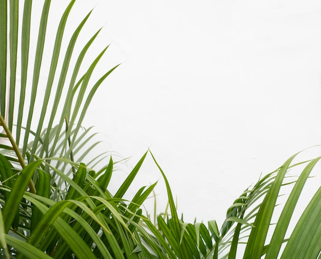 Liście palmowe na na białym tle