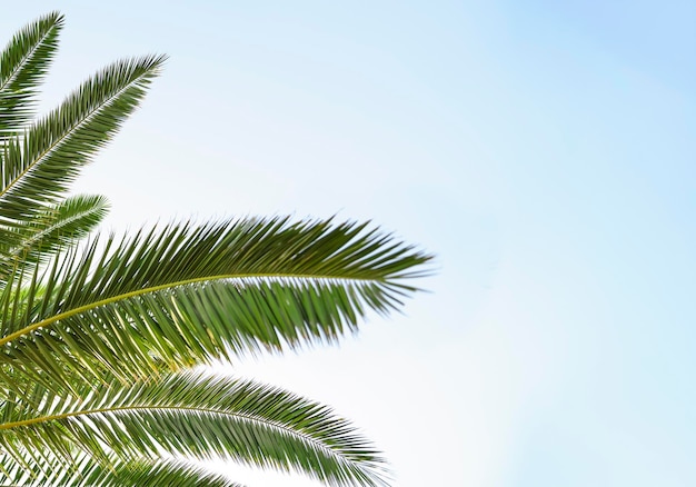Liście palmowe na tle błękitnego nieba