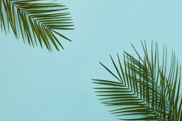 Liście palmowe reprezentowane w rogach obrazu na białym tle na niebieskim tle. Puste miejsce w środku może być wykorzystane na Twoje pomysły, emocje itp.