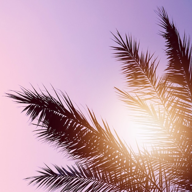 liście palmy i tło zachodu słońca, klimat tropikalny