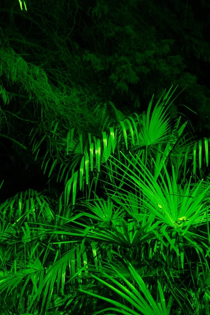 Liście palmy sabałowej z bliska w zielonym, nocnym lesie