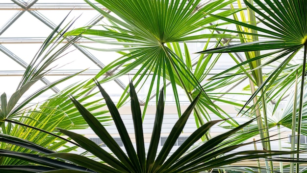 Zdjęcie liście palmy w ogrodzie botanicznym