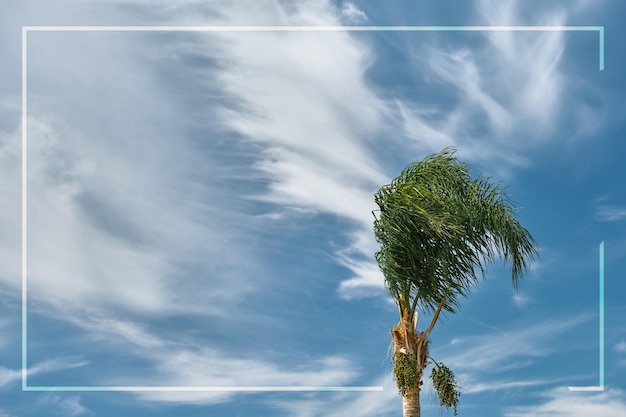 Liście palmy wyginają się na wietrze na początku burzy błękitne niebo z chmurami biała ramka na tekst lub reklamę Wakacje na morzu czas sezonowych burz na morzu