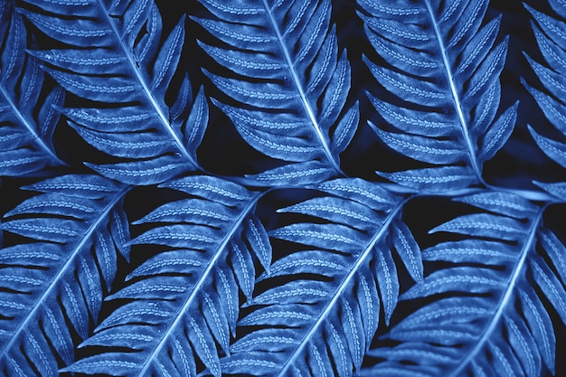 Liście paproci na ciemnym tle. Kompozycja przyrody w dzikim lesie. Klasyczny niebieski kolor roku 2020. Czyste żyłki na liściach egzotycznej rośliny