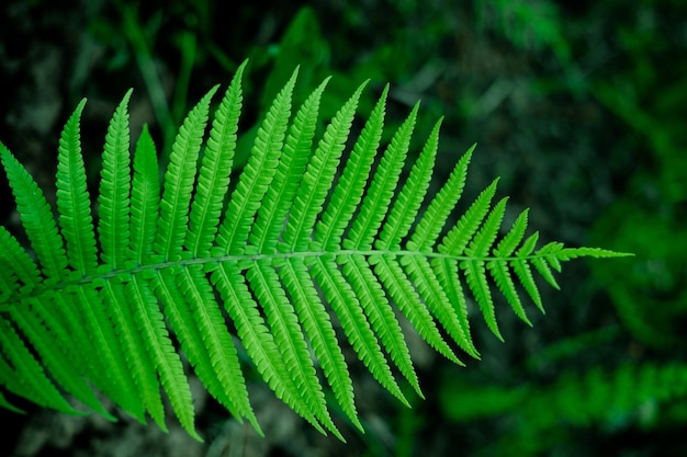 Liście paproci w lesie duży zielony liść naturalne tło